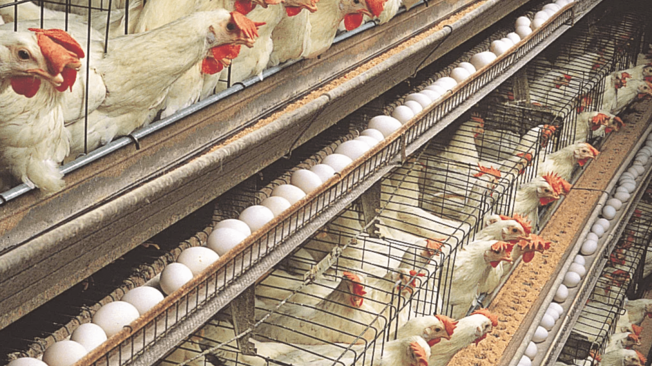 مشروع مزرعة دجاج